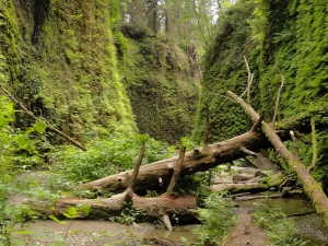 Fallen-trees-in-Prairie-Creek-Redwoods-Fern-Canyon-Trail1